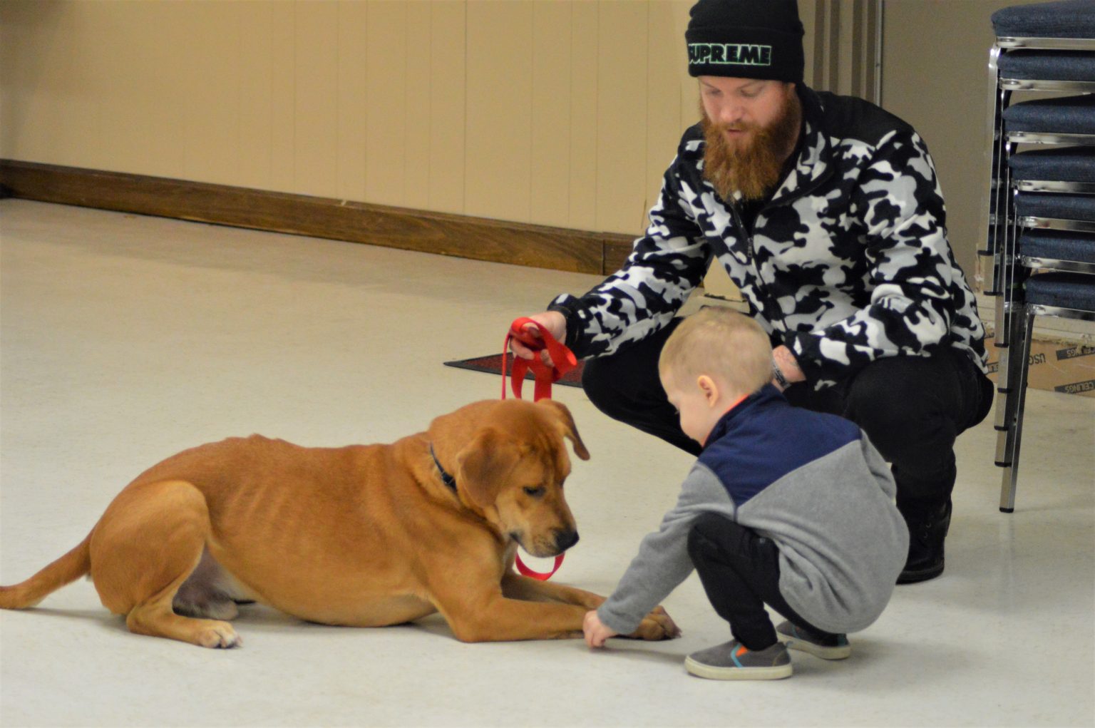 The Frontline Dog Training Program Veteran Companion Animal Services