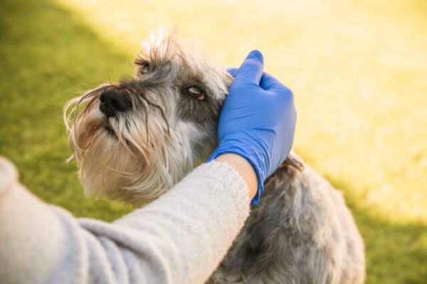 Woman with blue medical gloves caresses a miniature schnauzer gently