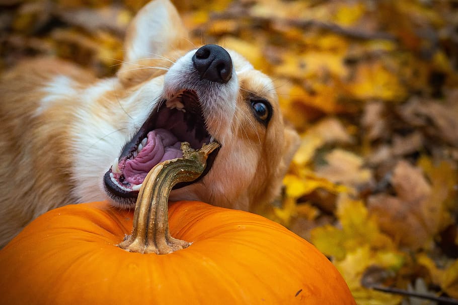 Fall Fun with Your Dog