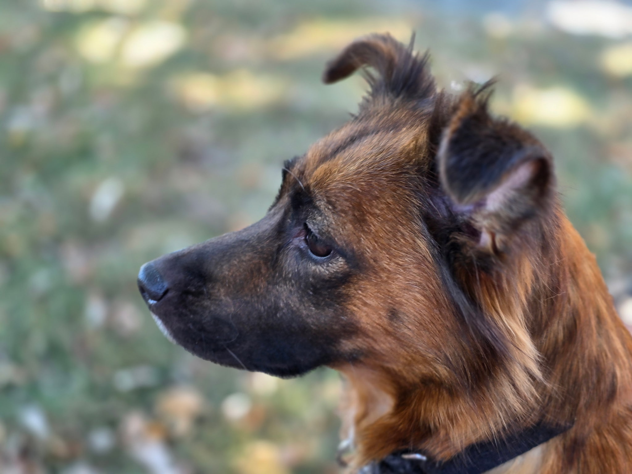 Welcome home, Lucky!