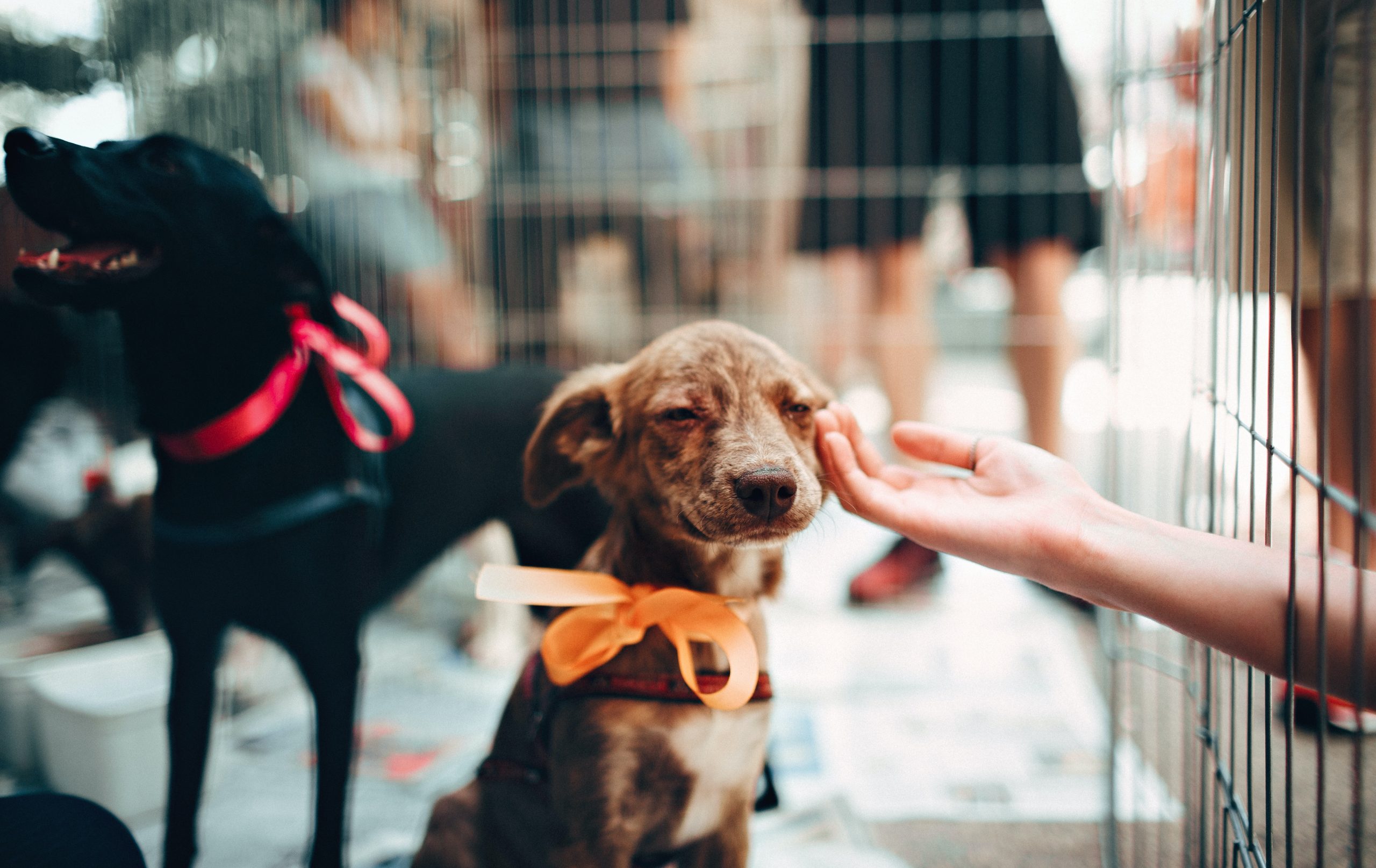 Rescue Dog Placement